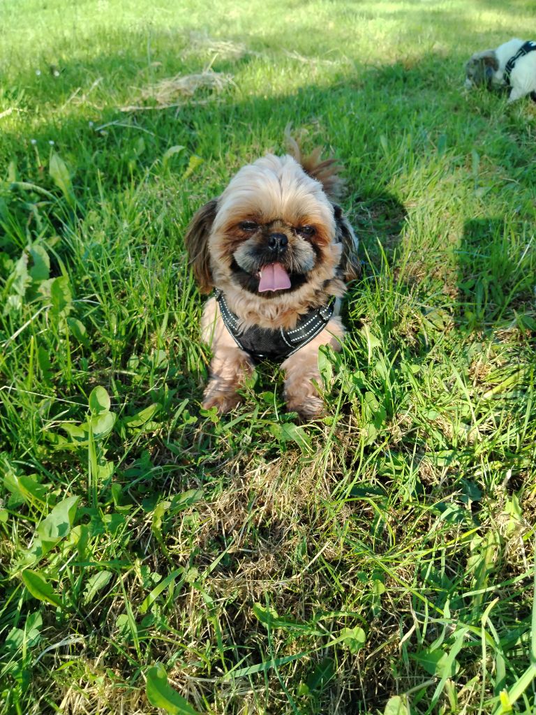 Saphir du Paradis Bleu Indigo