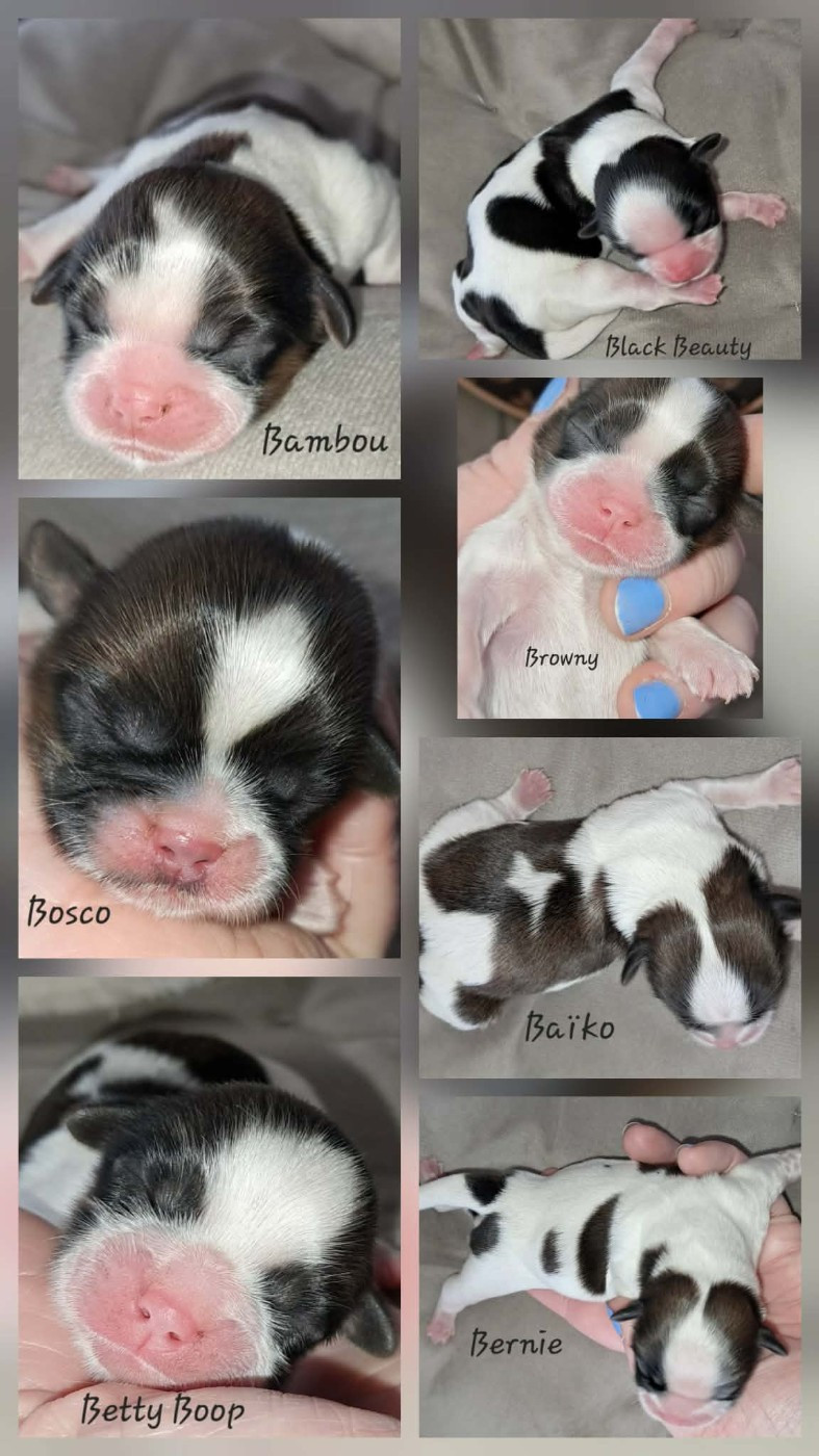 Naissance de 7 merveilles !!