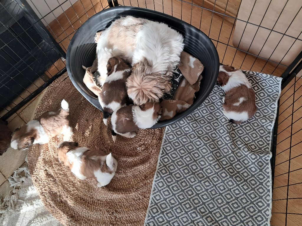 Chiots Shih Tzu à réserver