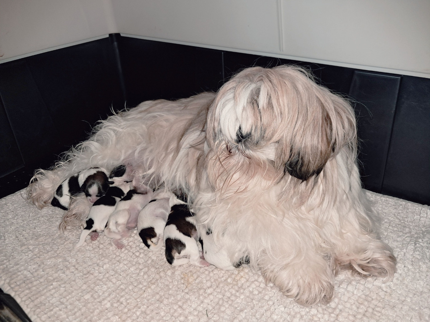 Chiot Shih Tzu Soclemax