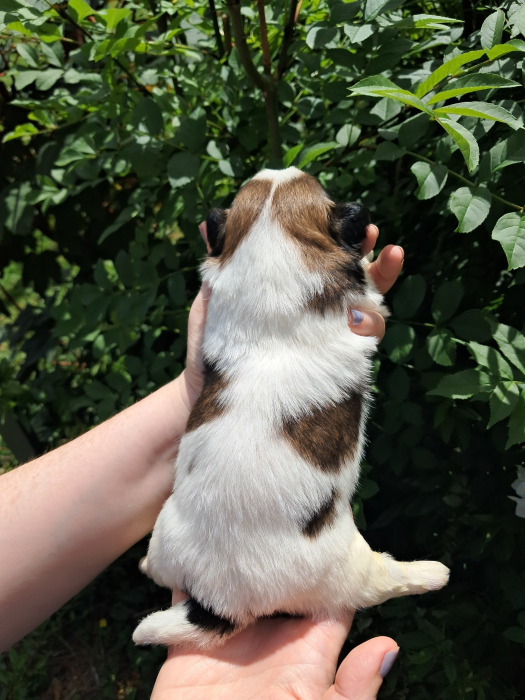 Soclemax - Chiots disponibles - Shih Tzu