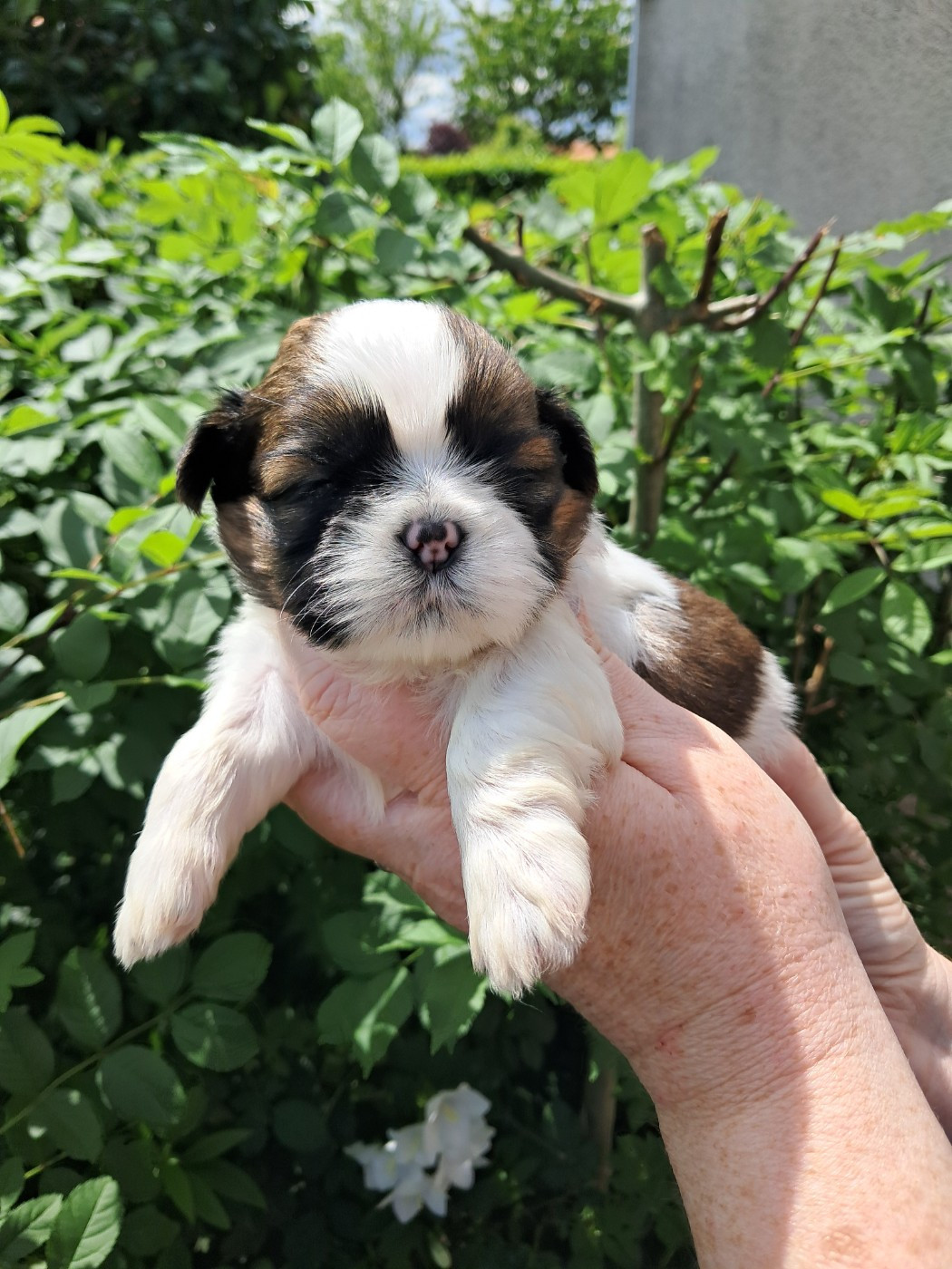 Soclemax - Chiots disponibles - Shih Tzu