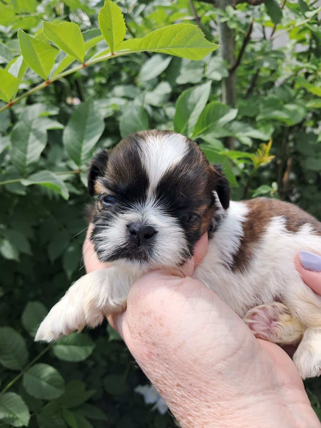 Soclemax - Chiots disponibles - Shih Tzu