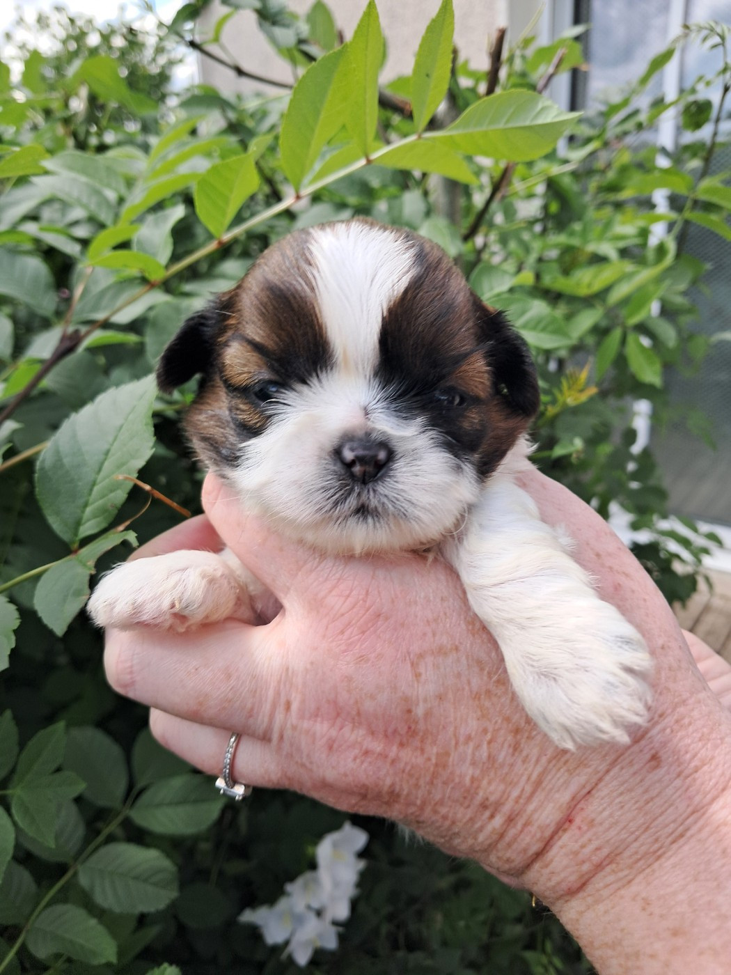 Soclemax - Chiots disponibles - Shih Tzu