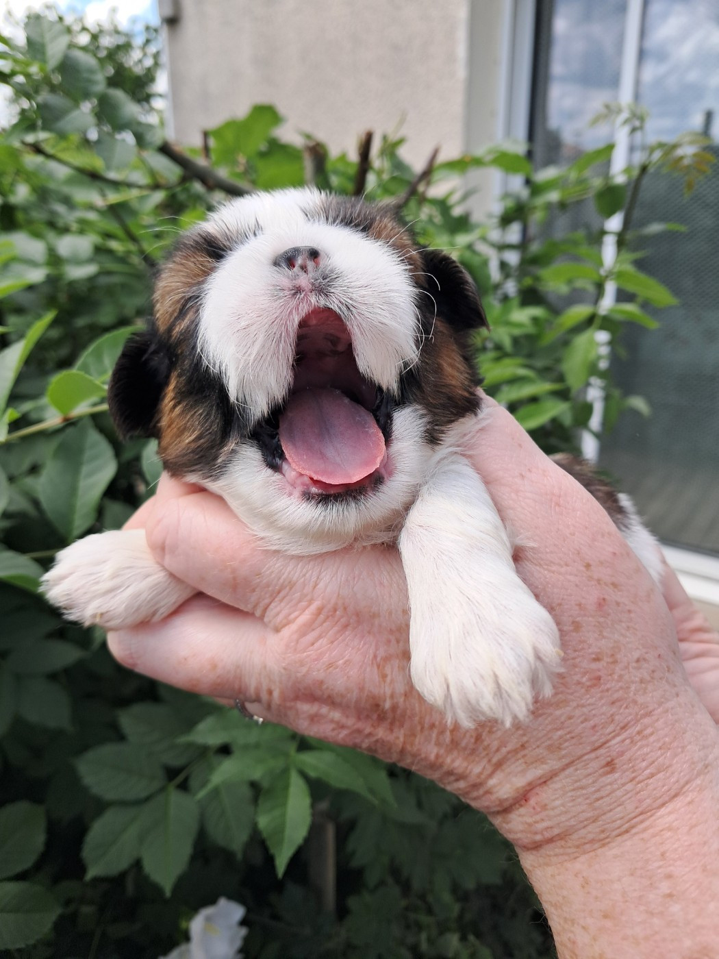 Soclemax - Chiots disponibles - Shih Tzu