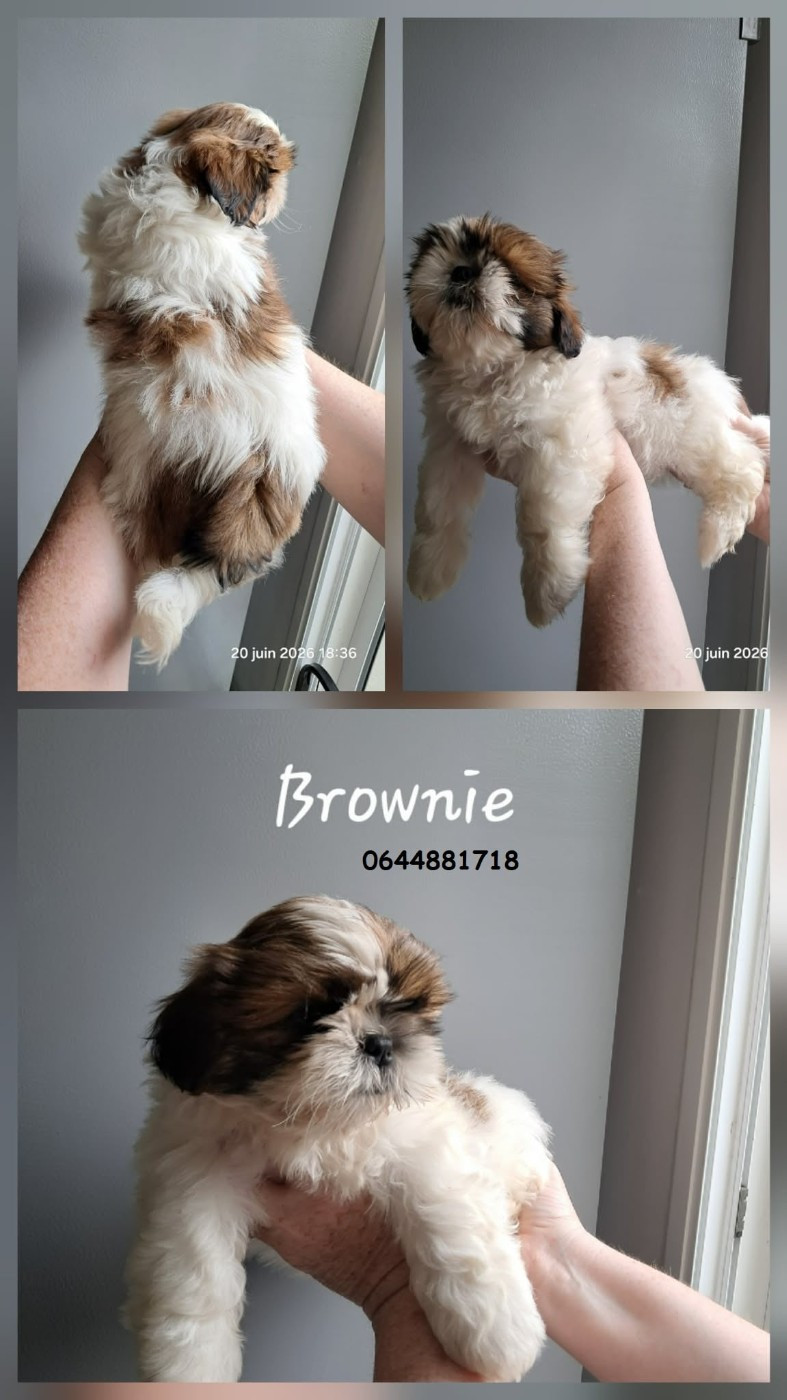 Soclemax - Chiots disponibles - Shih Tzu