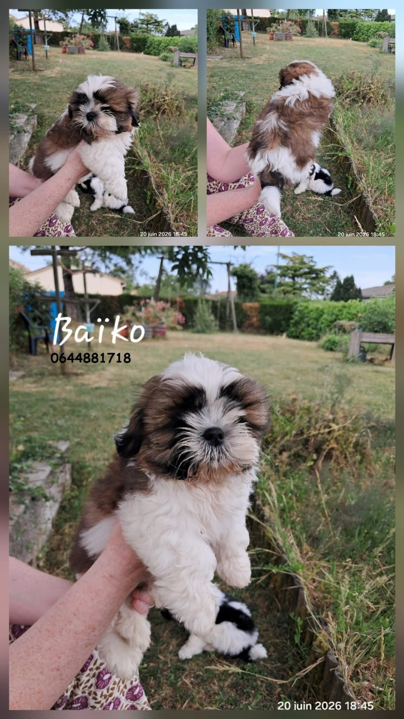 Soclemax - Chiots disponibles - Shih Tzu