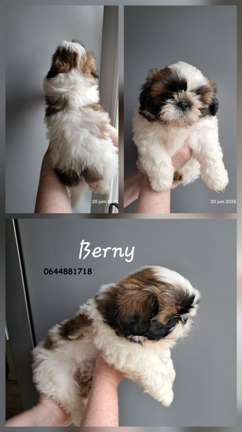 Soclemax - Chiots disponibles - Shih Tzu