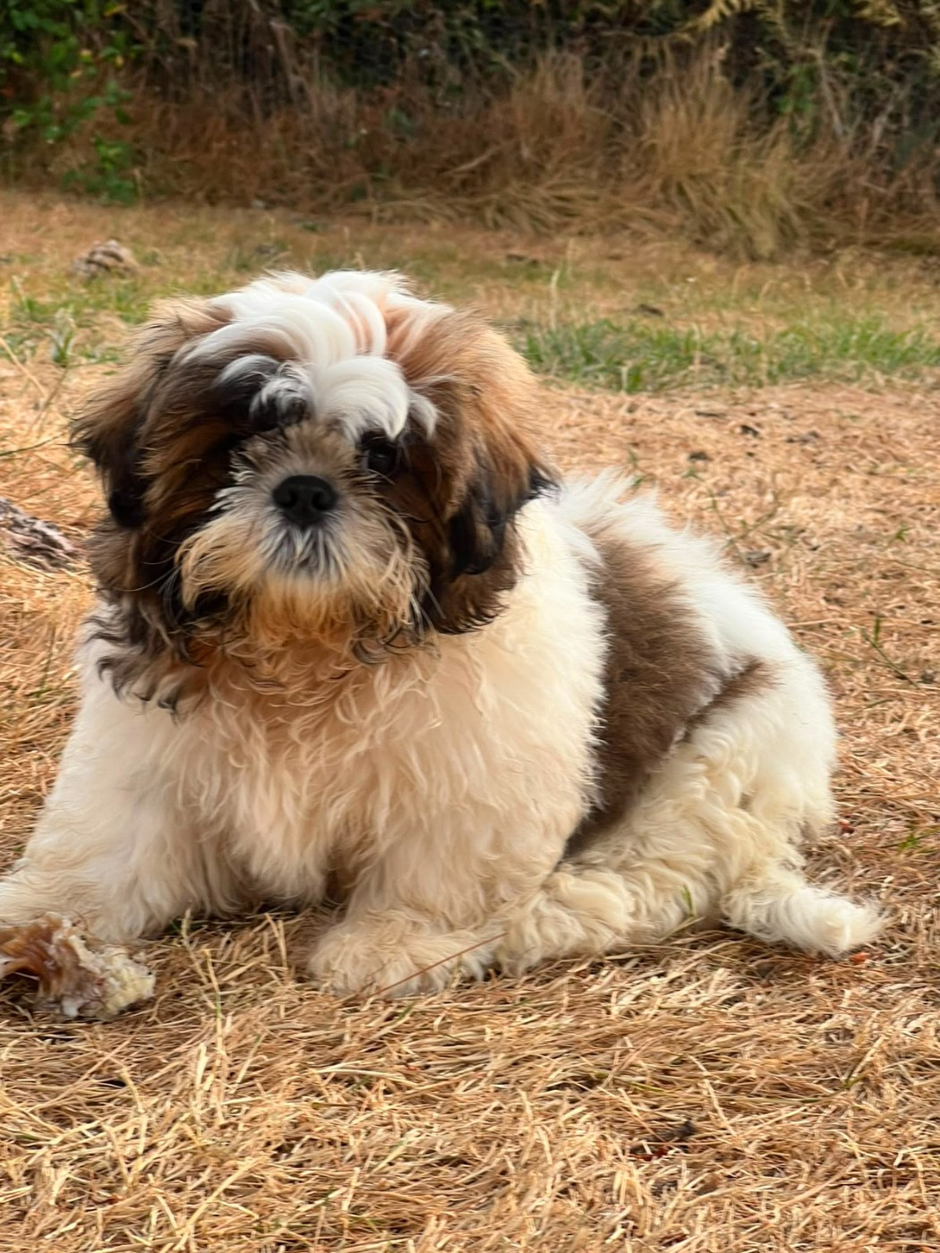 Soclemax - Chiots disponibles - Shih Tzu