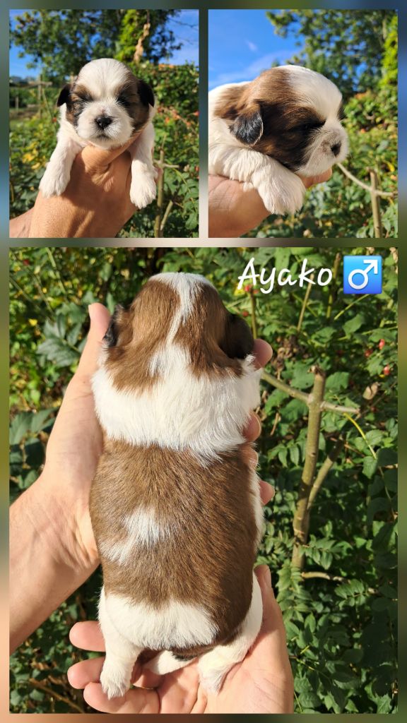 Soclemax - Chiots disponibles - Shih Tzu