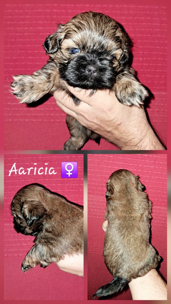 Soclemax - Chiots disponibles - Shih Tzu