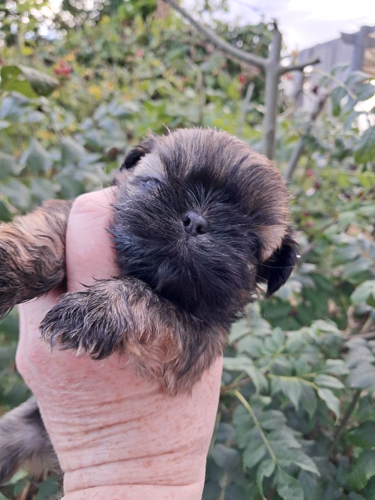 Soclemax - Chiots disponibles - Shih Tzu