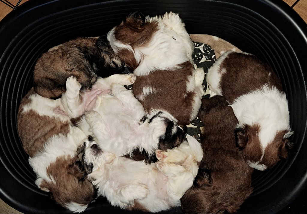 Soclemax - Shih Tzu - Portée née le 22/08/2025